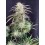 AK Auto - Fast Buds