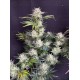 AK Auto - Fast Buds
