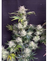 AK Auto - Fast Buds