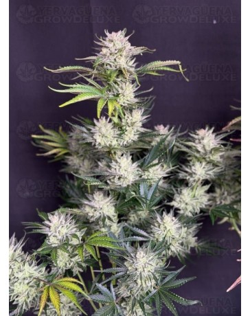 AK Auto - Fast Buds