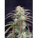 AK Auto - Fast Buds