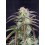 AK Auto - Fast Buds