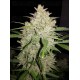 Amnesia Haze Auto - Fast Buds