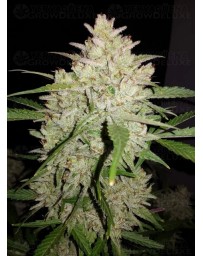 Amnesia Haze Auto - Fast Buds