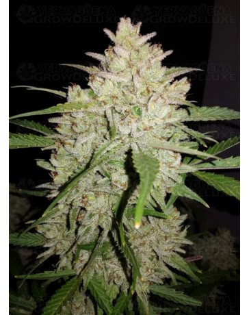 Amnesia Haze Auto - Fast Buds