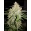 Amnesia Haze Auto - Fast Buds