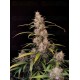 Amnesia Haze Auto - Fast Buds