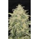 Banana Cherry Cookies Auto - Fast Buds