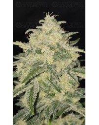 Banana Cherry Cookies Auto - Fast Buds