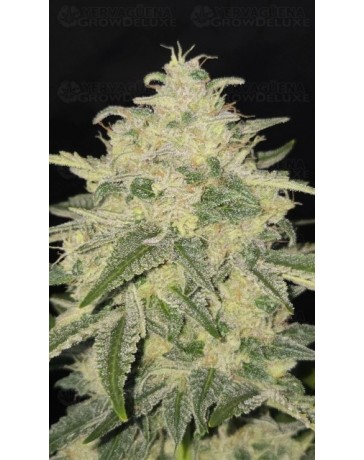 Banana Cherry Cookies Auto - Fast Buds
