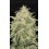 Banana Cherry Cookies Auto - Fast Buds