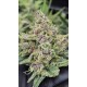 Banana Cherry Cookies Auto - Fast Buds