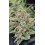 Banana Cherry Cookies Auto - Fast Buds