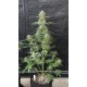 Banana Cherry Cookies Auto - Fast Buds
