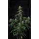 Banana Frost Auto™- Fast Buds