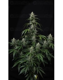 Banana Frost Auto™- Fast Buds