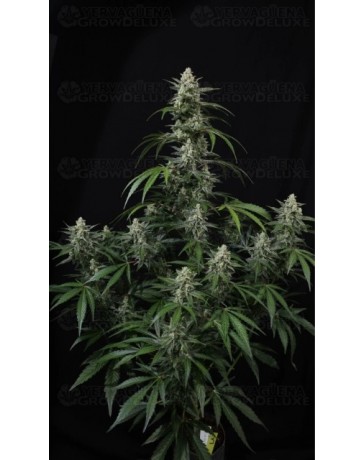 Banana Frost Auto™- Fast Buds