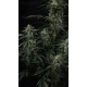 Banana Frost Auto™- Fast Buds