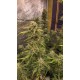Banana Frost Auto™- Fast Buds