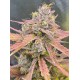 Banana Guava Auto - Fast Buds