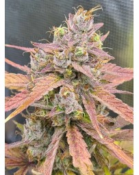 Banana Guava Auto - Fast Buds