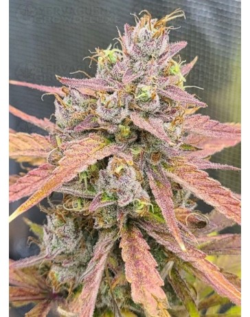 Banana Guava Auto - Fast Buds