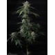 Banana Guava Auto - Fast Buds