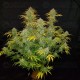 Blue Dream Auto - Fast Buds