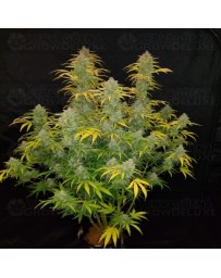 Blue Dream Auto - Fast Buds