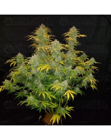 Blue Dream Auto - Fast Buds