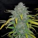 Blue Dream Auto - Fast Buds