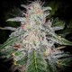 Blue Dream Auto - Fast Buds