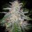 Blue Dream Auto - Fast Buds