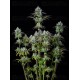 Big Bud Auto - Fast Buds