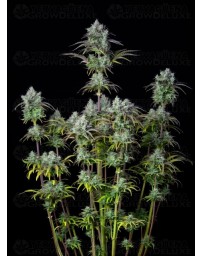 Big Bud Auto - Fast Buds