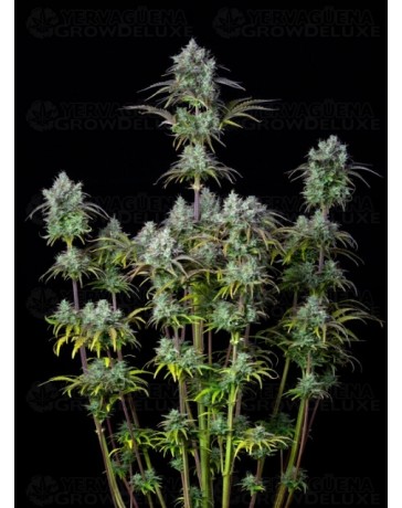 Big Bud Auto - Fast Buds