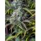 Big Bud Auto - Fast Buds