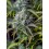 Big Bud Auto - Fast Buds