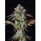 Big Bud Auto - Fast Buds