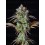 Big Bud Auto - Fast Buds