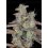 Banana Purple Punch Auto - Fast Buds
