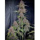 Banana Purple Punch Auto - Fast Buds