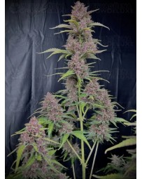 Banana Purple Punch Auto - Fast Buds