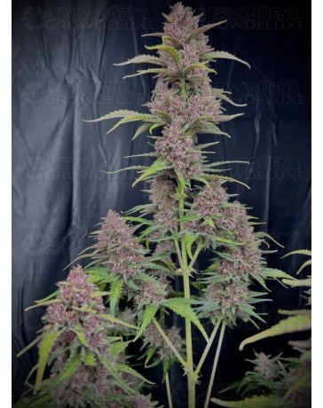 Banana Purple Punch Auto - Fast Buds