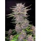 Banana Purple Punch Auto - Fast Buds