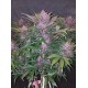 Blackberry Auto - Fast Buds