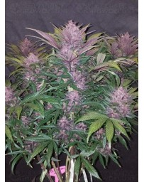 Blackberry Auto - Fast Buds