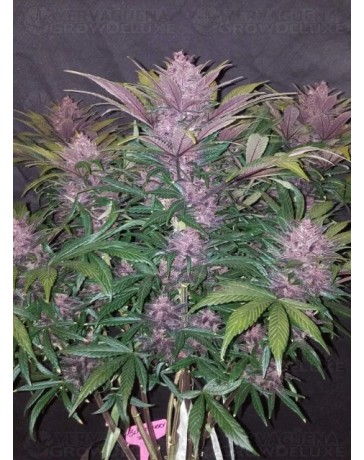Blackberry Auto - Fast Buds