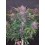 Blackberry Auto - Fast Buds