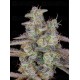Blackberry Auto - Fast Buds